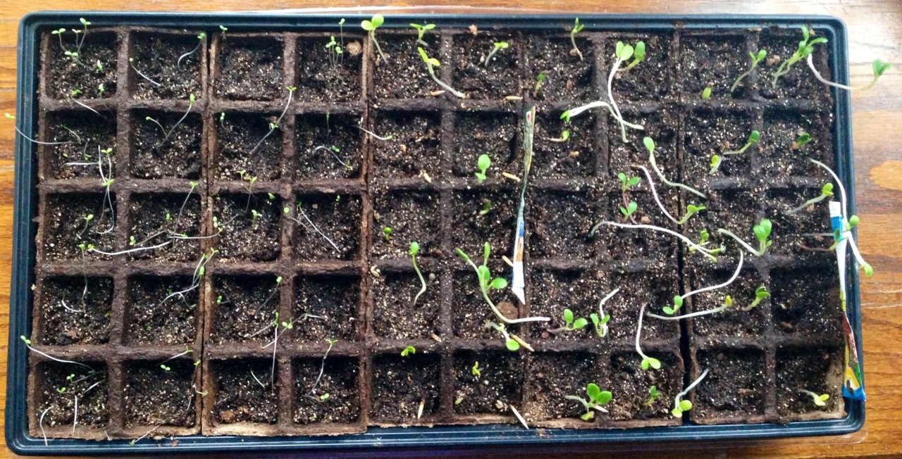 A Student Gardener SEED UPDATE so far so good