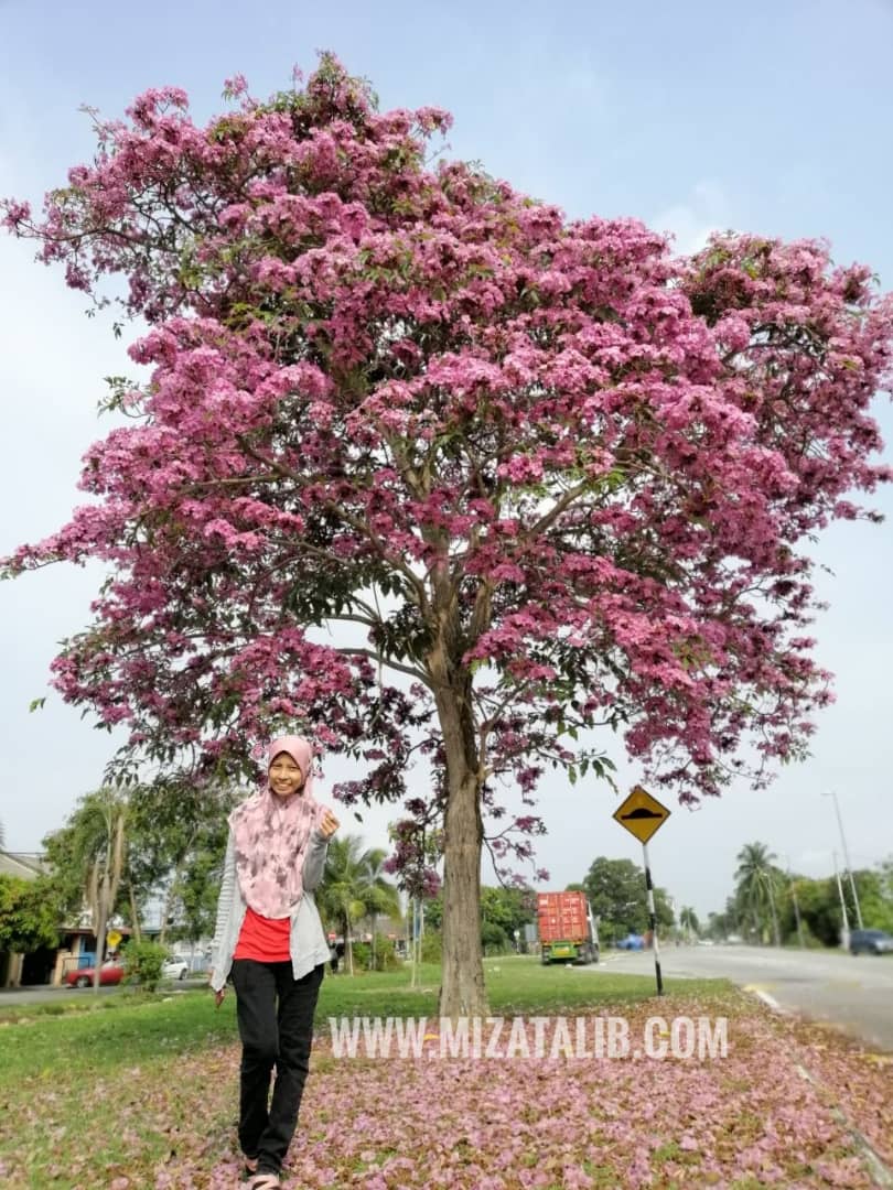 Дерево малайзия. Табебуйя дерево. Муравьиное дерево табебуйя. Табебуйя бонсай. Tabebuia heptaphylla.