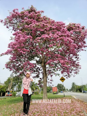 malaysia sakura tree name  pokok bunga sakura malaysia  flowering trees in malaysia  cherry blossom  tecoma flowers  tecoma tree  sakura malaysia scientific name  tecoma tree malaysia price Sakura In Malaysia pokok Tecoma pokok kertas tisu, pokok terumpit Pink trumpet tree, Pink poui, Pink tecoma Rosy trumpet tree Tabebuia rosea