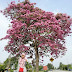 Sakura In Malaysia 