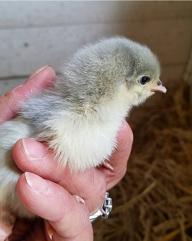 How To Pick Up Chicks And Handle Them For A Family Friendly Flock - Fresh  Eggs Daily® With Lisa Steele
