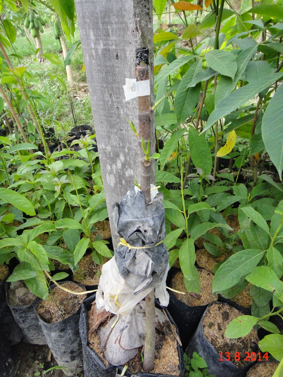 Experimental Farming: Marcotting / Air Layering Breadfruit Tree.