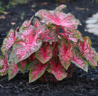 Caladium Carolyn Whorton Caladium Carolyn Whorton