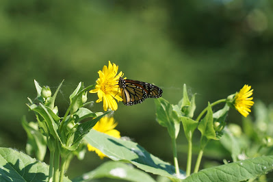 Monarch Butterfly on flower in Sunnyside Park