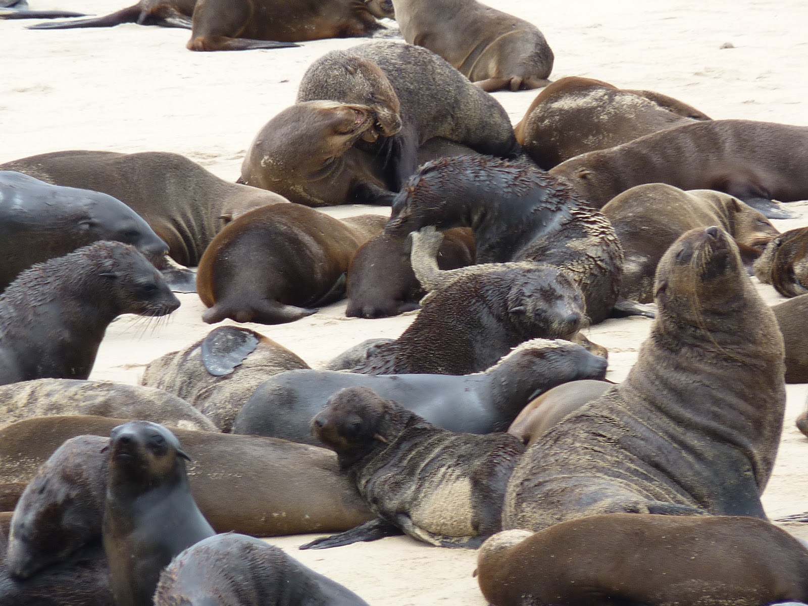 tourdenamibia Sechster Tag Seebären an Bord