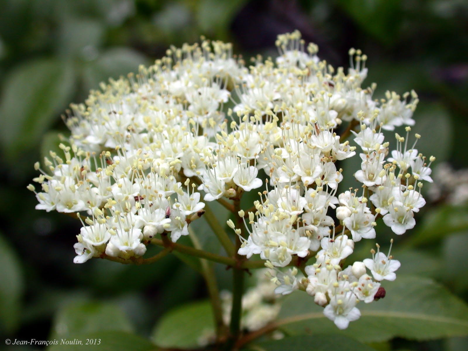 Un Pimbina Qui Ne Passe Pas Inapercu