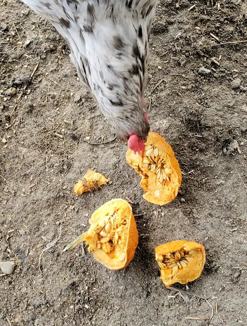 chicken eating pieces of pumpkins