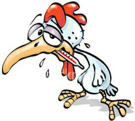 Segera Ambil Tindakan Jika Burung Kalian Lemas Lesu Lunglai Dan Malas Berkicau Dunia Hobi Burung