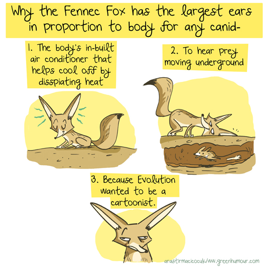 Green Humour Fennec Fox cartoons for Arastirmaci Cocuk