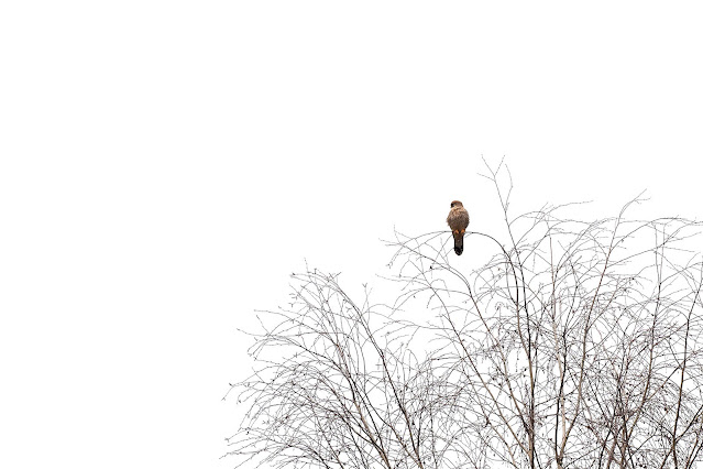 Turmfalke Ein Turmfalke sitzt auf einem Baum