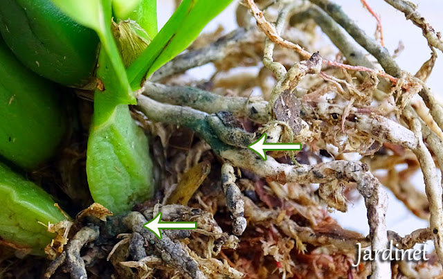 Mofo nas raízes da oncidium