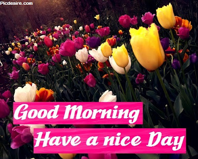 Best Images of Good morning have a nice day