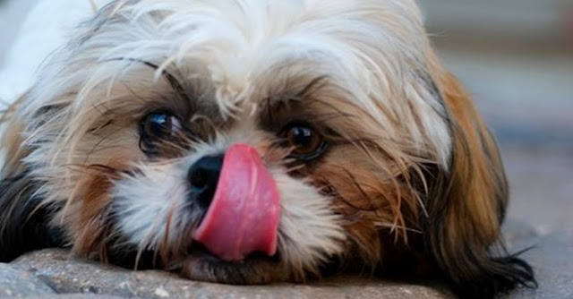 Shih Tzu lambendo a pata sem parar? Entenda os motivos e o que fazer