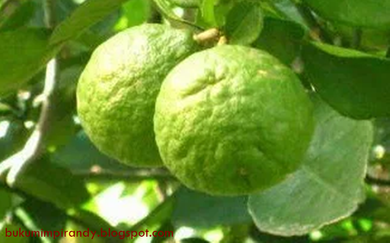 18 Arti Mimpi Tentang Buah Jeruk Purut Menurut Islam Primbon - Buku Mimpi