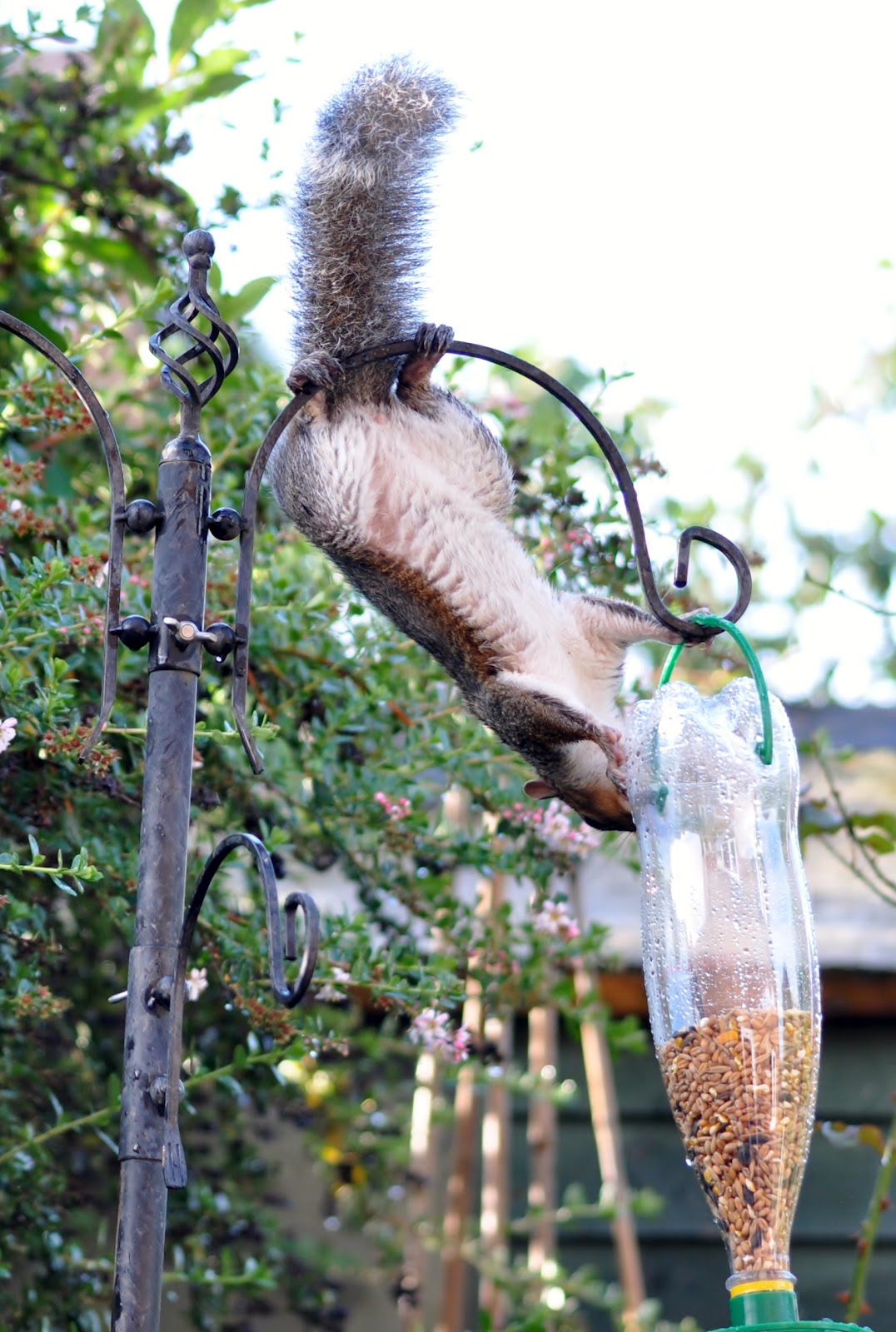 rambles with a camera First birds on the new feeder