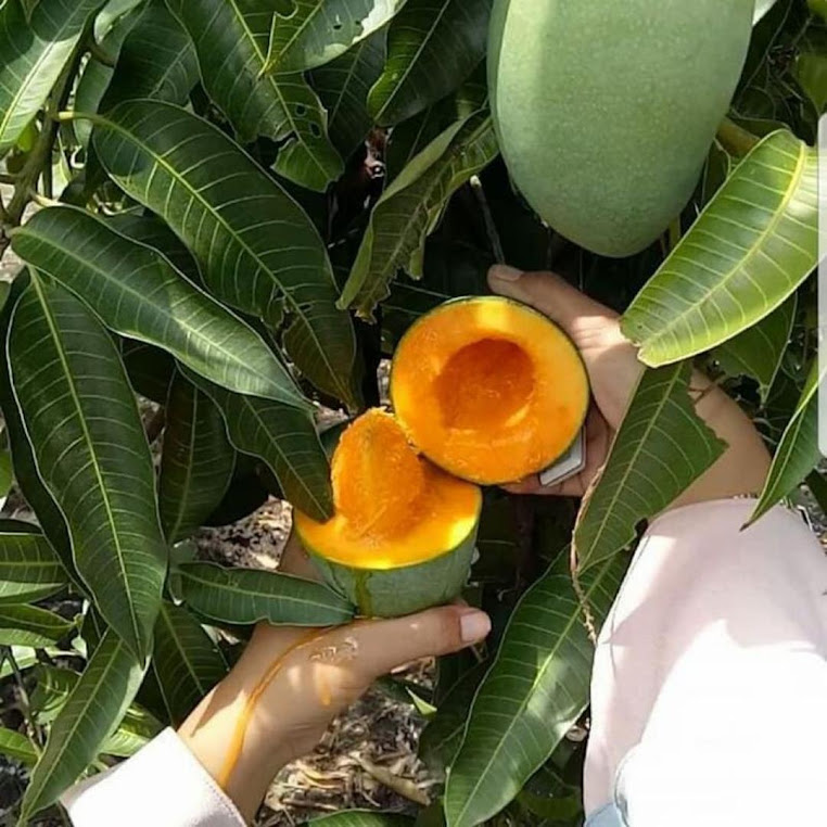 BELI 2 GRATIS 1 BIBIT buah mangga alpukat Langsa