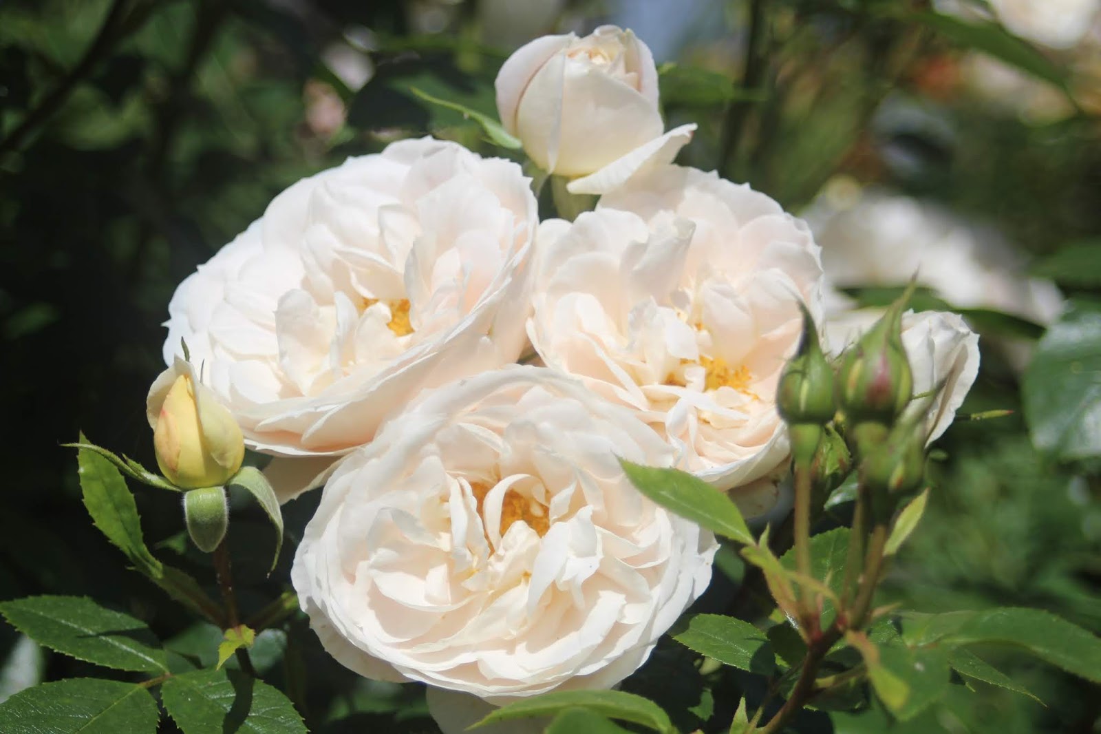 Bonica Rose Stock Photos Bonica Rose Stock Images Alamy