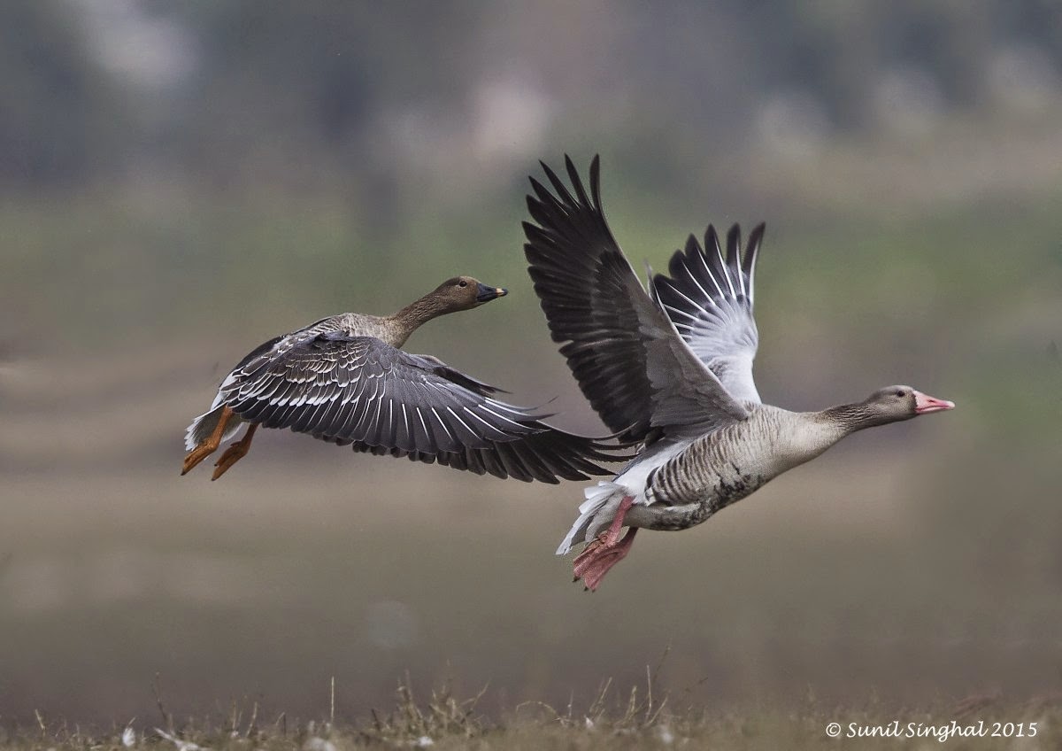 Indian Birds Photography [BirdPhotoIndia] Bean Goose in flight ( Anser