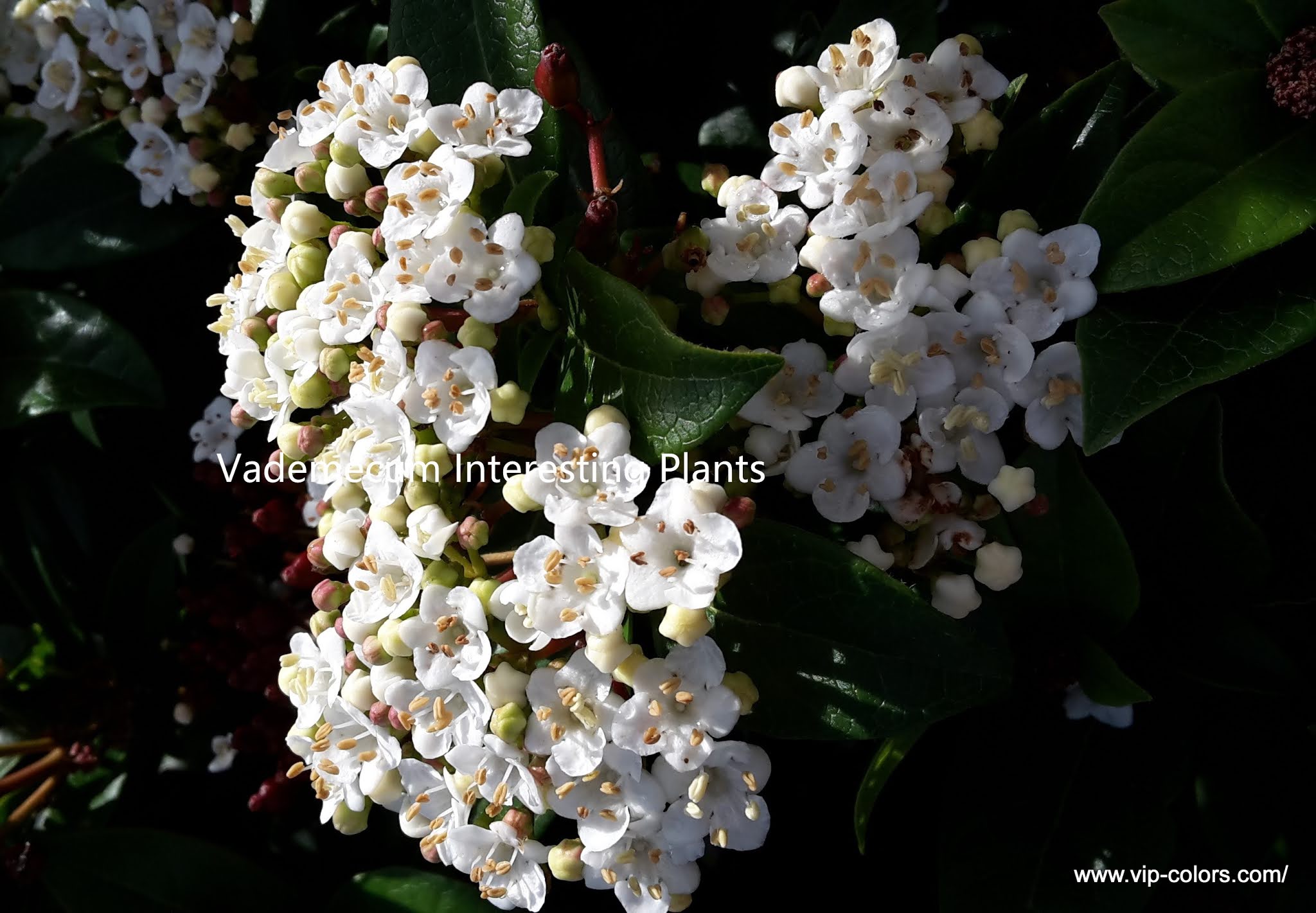 Vademecum Interesting Plants Viburnum Kalina (gatunki) Sneeuwbal