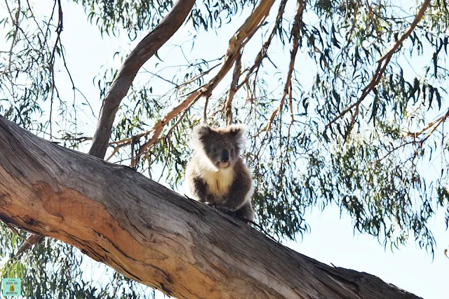 Koala en Australia