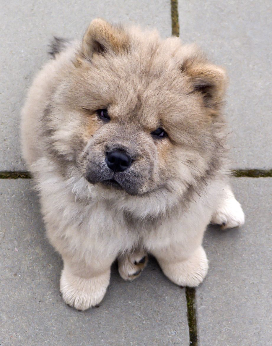 The 20 Cutest Photos of Chow Chow Dogs - Best Photography, Art