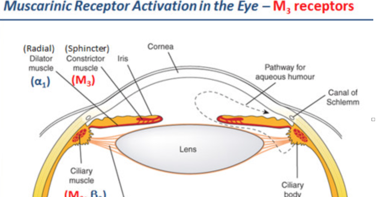 Ophthalmology Drugs
