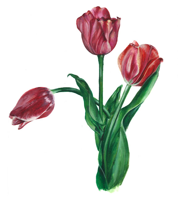 Tulips/Watercolour on Paper