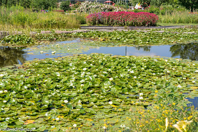 Powsin ogród botaniczny PAN krajobraz