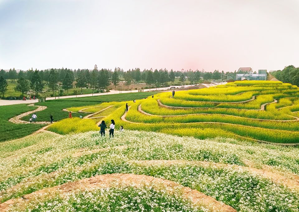 đồi hoa tây bắc tại the phoenix garden