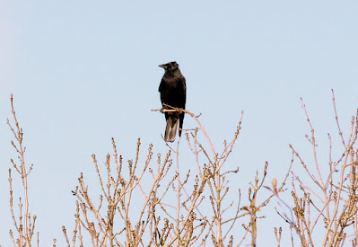 Bird on top of shrub