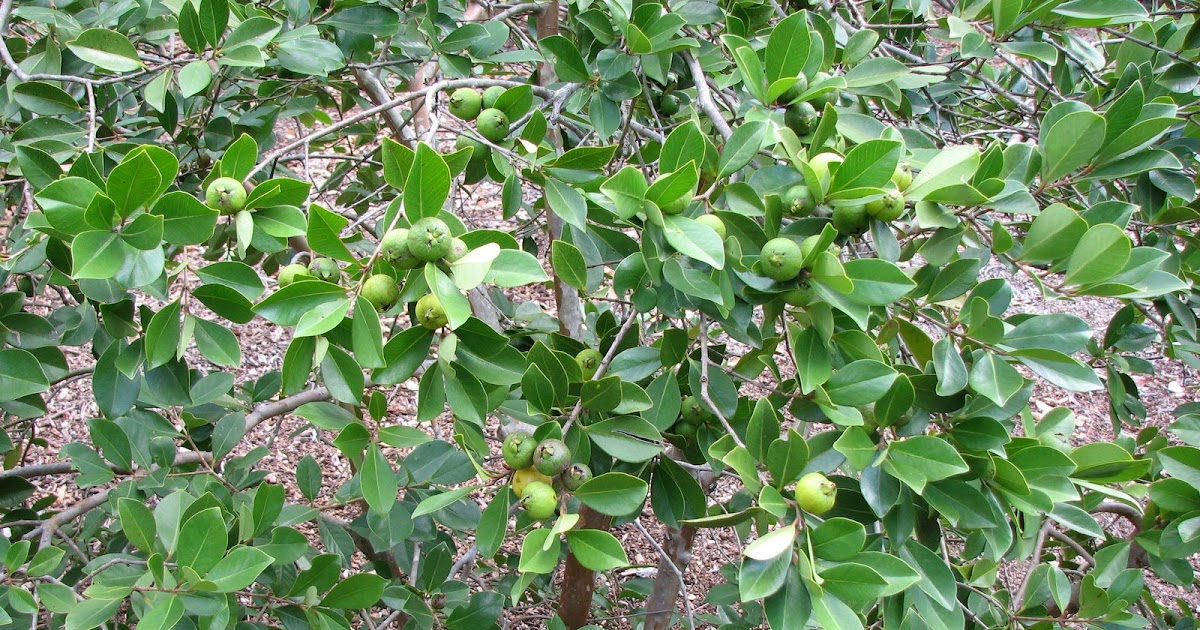 Plant Photography: Psidium cattleianum Yellow Cherry Guava