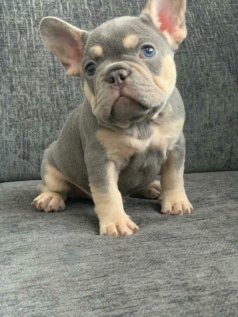 Cheap Purebred French Bulldog Puppies For Sale.