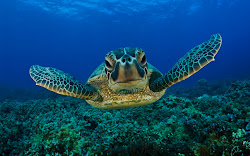 underwater tortoise ocean sea under fish water gorgeous animals cute most backgrounds wallpapers marine desktop animal deep stunning dolphins really