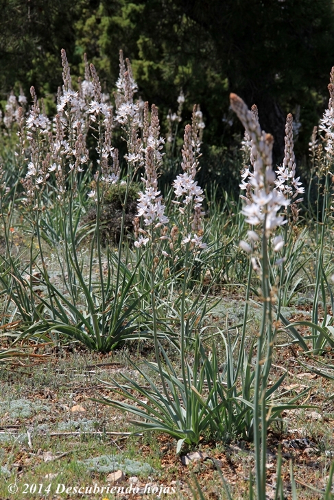 Descubriendo hojas Gamonitas en la naturaleza (Asphodelus spp.)