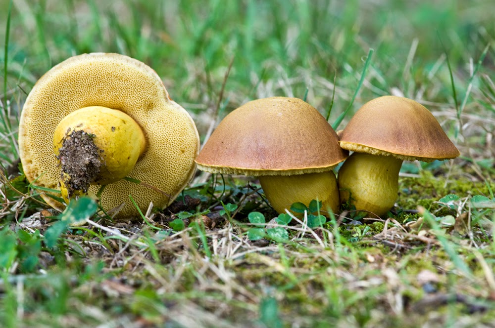The 3 Foragers Foraging for Wild, Natural, Organic Food Connecticut