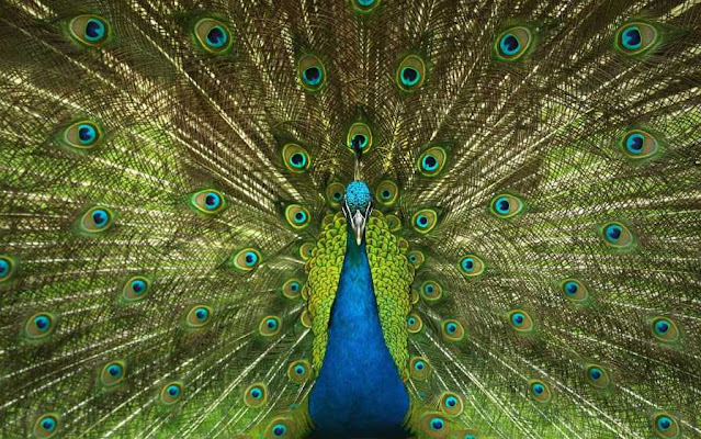 peacock, mor