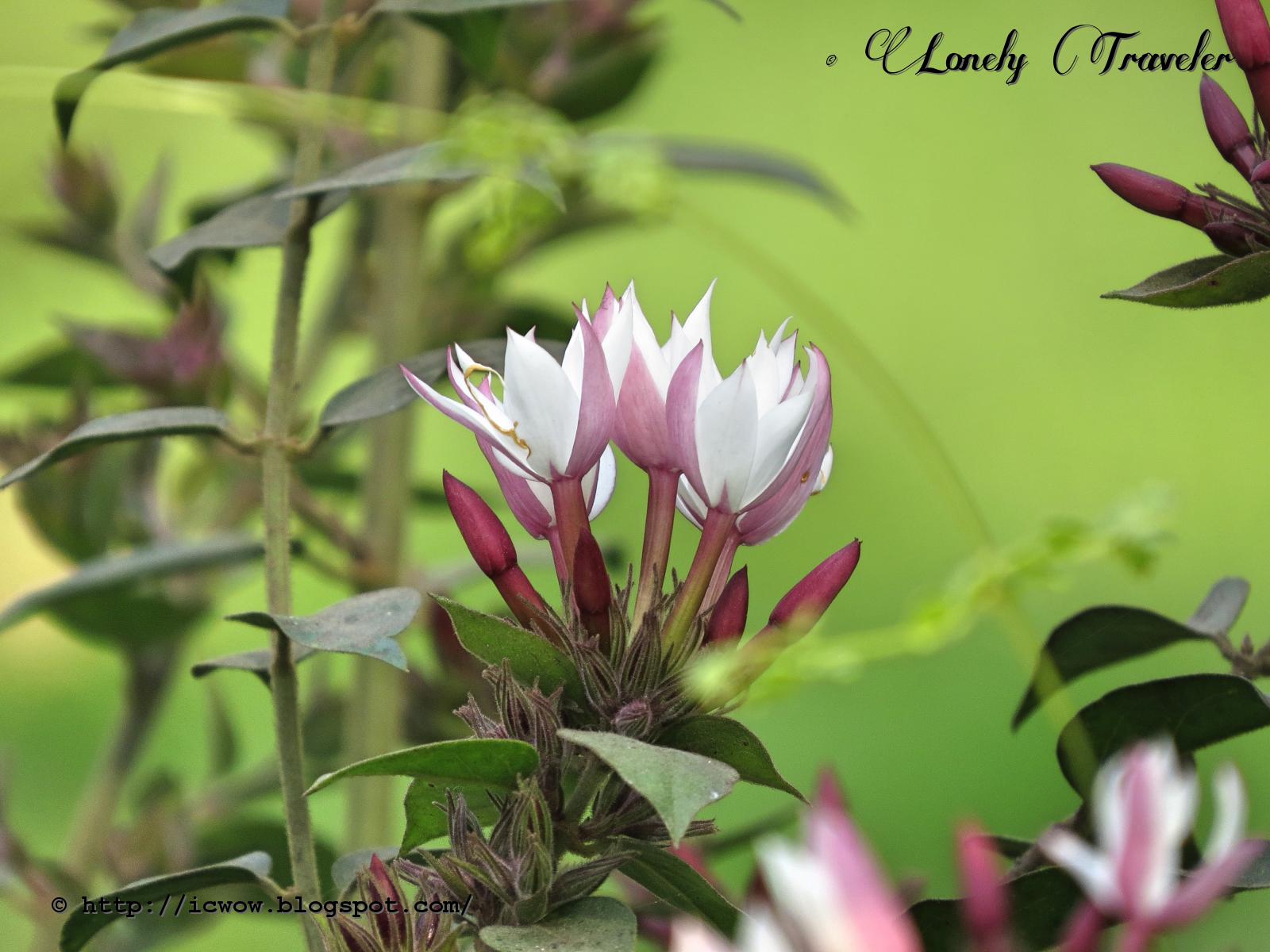 Indian jasmine Jasminum multiflorum