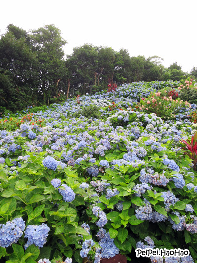 Evacomics Blog Hydrangea Ajisai Festival At Toshima Park