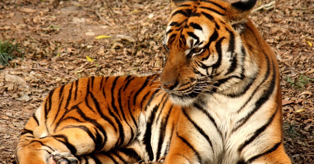 The child by tiger essay example 04 picture