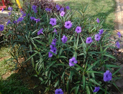 Tukang Taman Surabaya bunga Ruellia Ungu