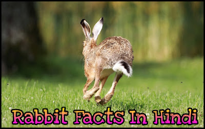Rabbit Facts In Hindi