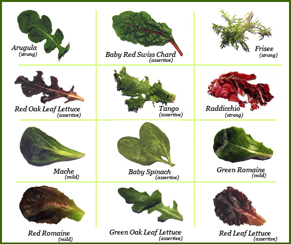Horticulture - Plant identification, Care and Maintenance: Salad greens