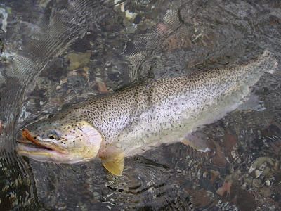 fishing cutthroat trout sea run washington fly autumn muddler took nice biggest