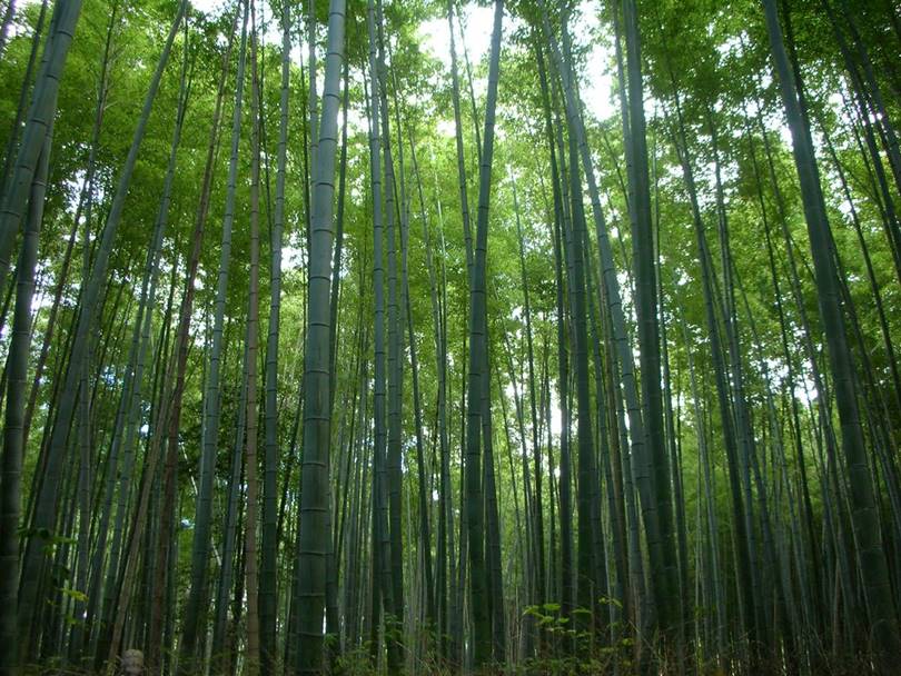 bamboo forest kyoto, bamboo forest in kyoto, kyoto bamboo forest, bamboo in japan, bamboo forest japan, japan bamboo forest, bamboo forest in japan, bamboo forests in japan