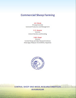 Commercial Sheep Farming