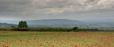 In Flanders Fields...