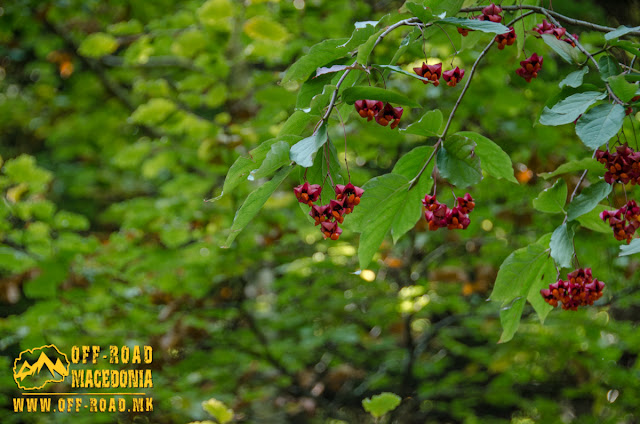 Interesting flora specimens at Nidze mountain, Macedonia