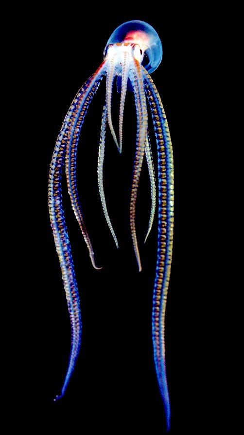 Your SEO optimized title