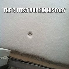 cutest nope, snow nope, cat nope, dog nope, cat refuses to go outside, dog refuses to go outside, pet doesn't like snow