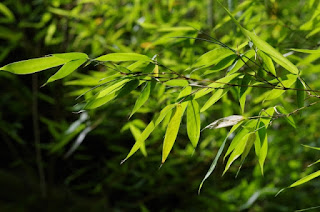 笹の葉の写真